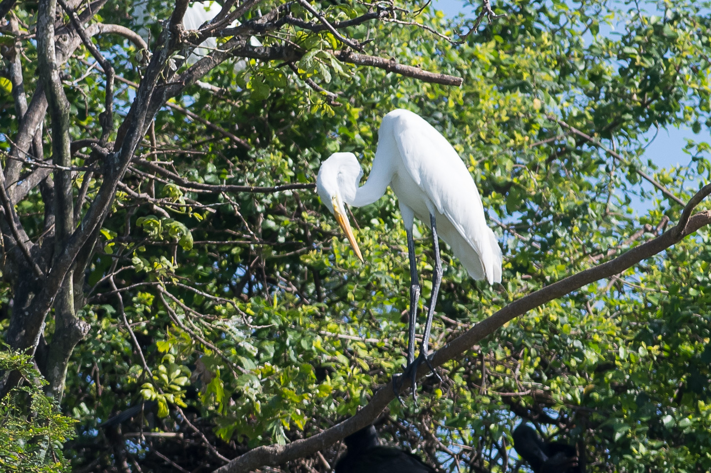 Middelste Zilverreiger